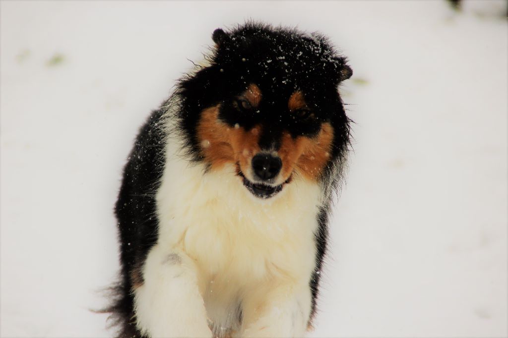 Miss france la dame blanche Du Moulin Du Bourgneuf