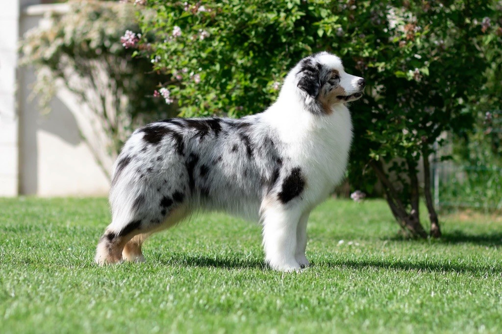 My dream of valentin's day Du Moulin Du Bourgneuf