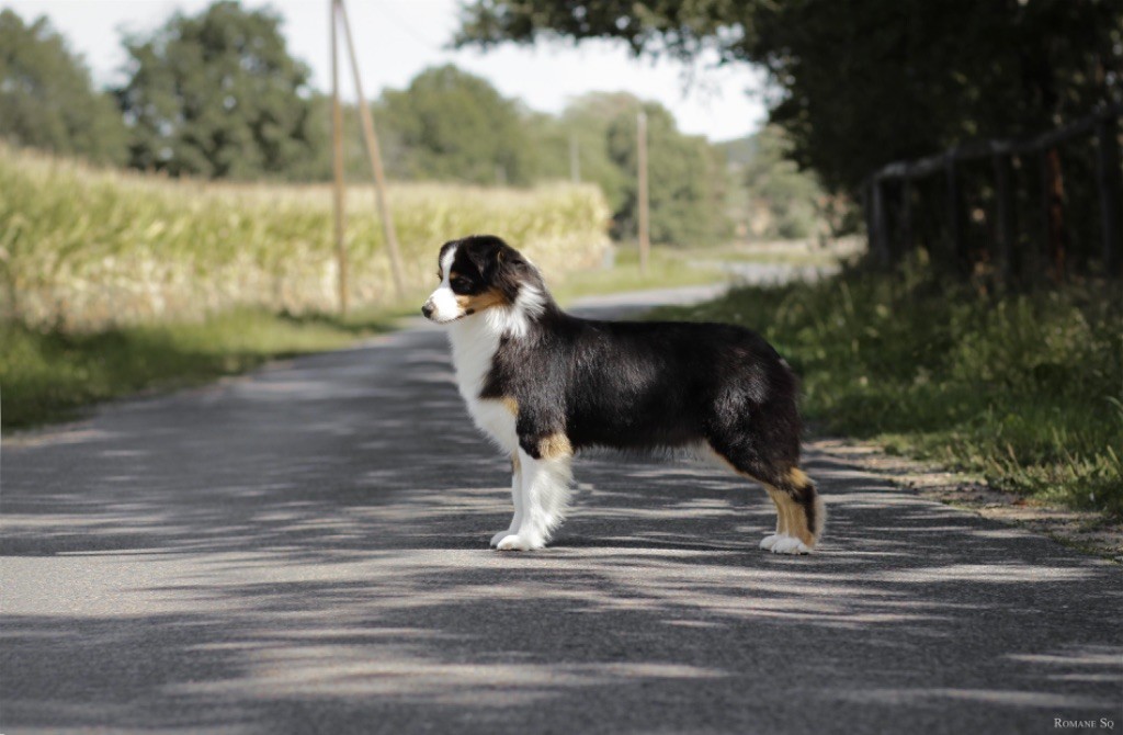 Sr bissj biss jenny black diamond Du Moulin Du Bourgneuf