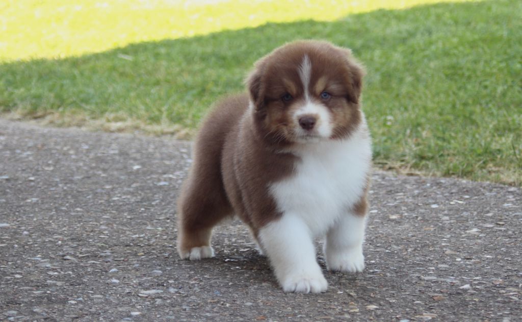 Du Moulin Du Bourgneuf - Berger Australien - Portée née le 22/04/2023