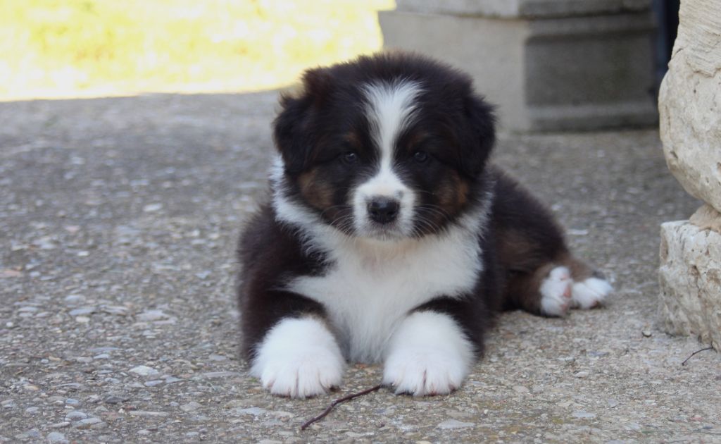 Du Moulin Du Bourgneuf - Berger Australien - Portée née le 22/04/2023